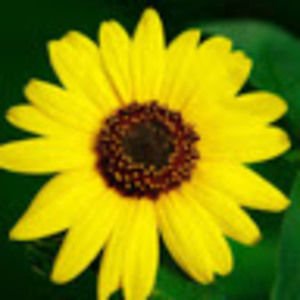 Meet your Posher, Josie